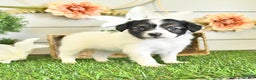 Papillon dogs for sale: Lilah - Ad 17