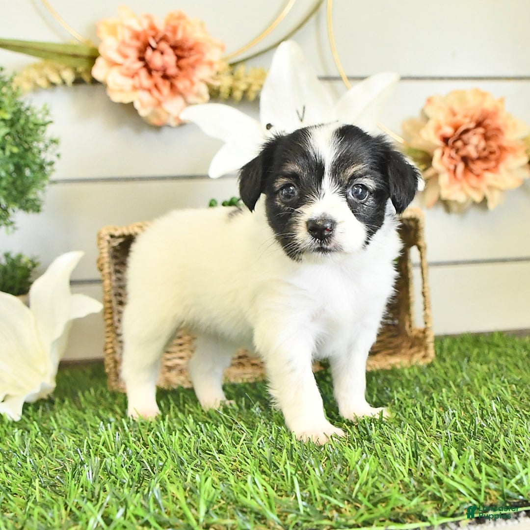 Papillon dogs for sale: Lilah - Ad 17