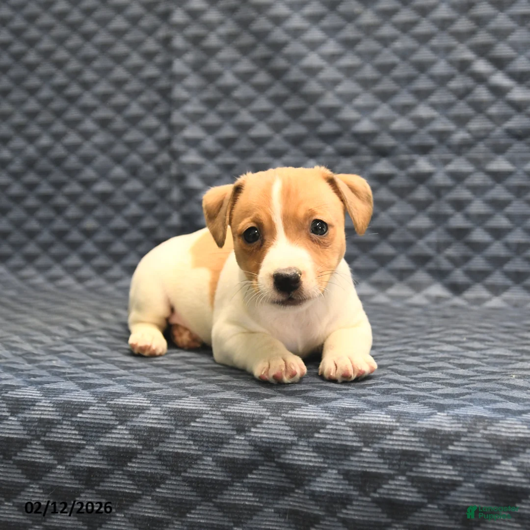 Jack Russell Terrier dogs for sale: Nick  - Ad 3