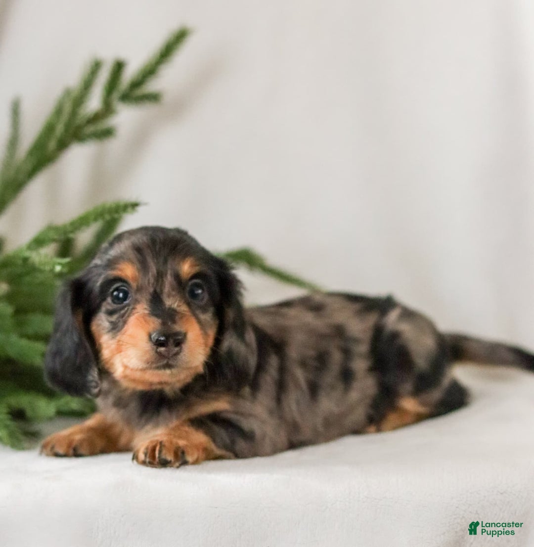 Miniature Dachshund dogs for sale: Ivy - Ad 5