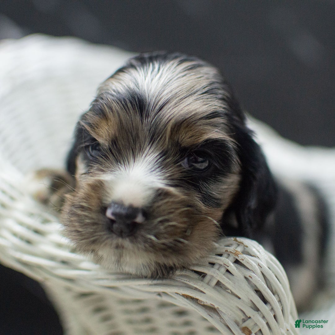 Cocker Spaniel dogs for sale: Vince - Ad 3