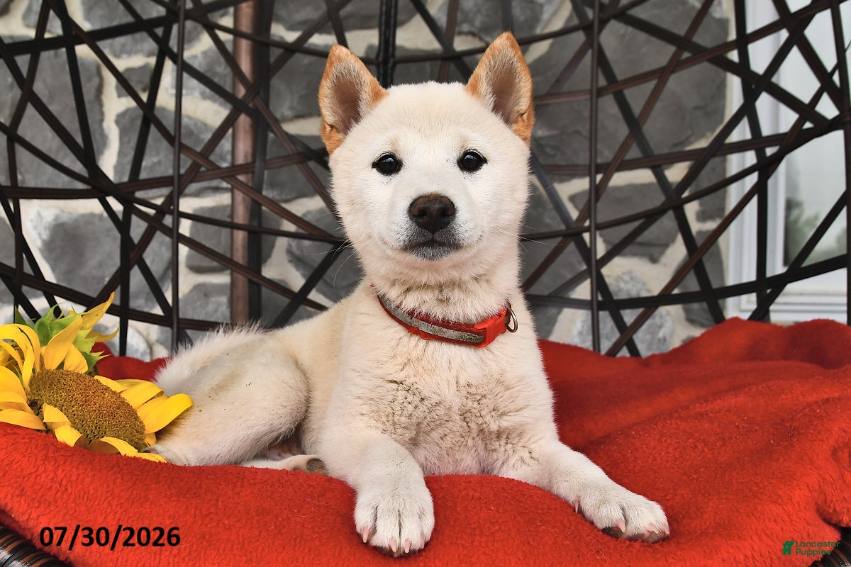 Shiba Inu dogs Moose - Ad 1