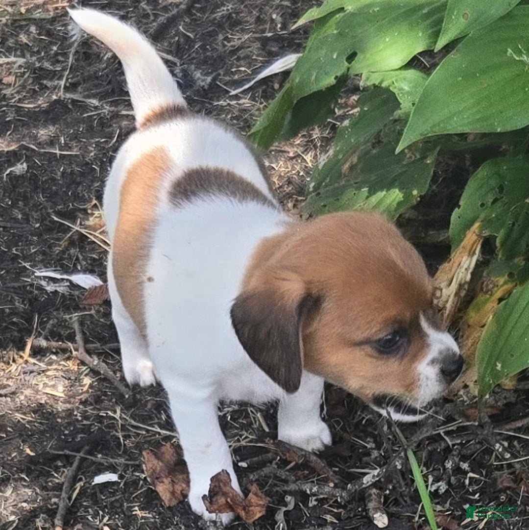 Beagle dogs for sale: Maui Queen Elizabeth Pocket Beagle - Ad 1