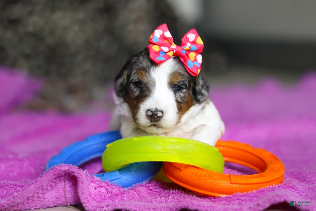 Mini Bernedoodle dogs for sale: Dawn — Female — $2499 - Ad 3