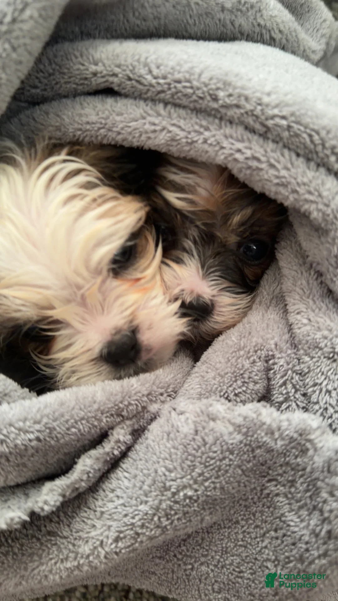Shihpoo dogs for sale: Shihpoo Puppy 2 - Ad 2