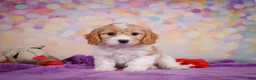 Cavapoo dogs for sale: Ruby - Ad 1