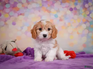Cavapoo dogs Ruby - Ad 1