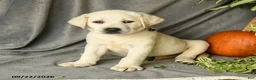 Labrador Retriever dogs for sale: Polly - Ad 3