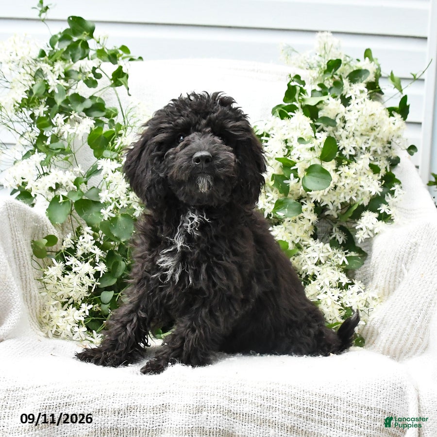 Cavapoo dogs Kenny - Ad 1