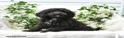 Cavapoo dogs for sale: Kenny - Ad 1