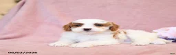 Cavapoo dogs for sale: Fancy - Ad 5