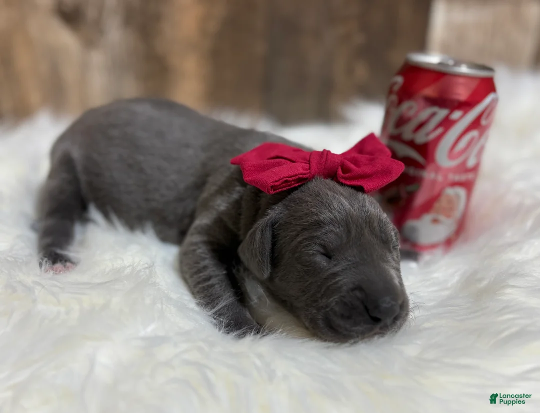 Great Dane dogs for sale: Great Dane - Red - Ad 4