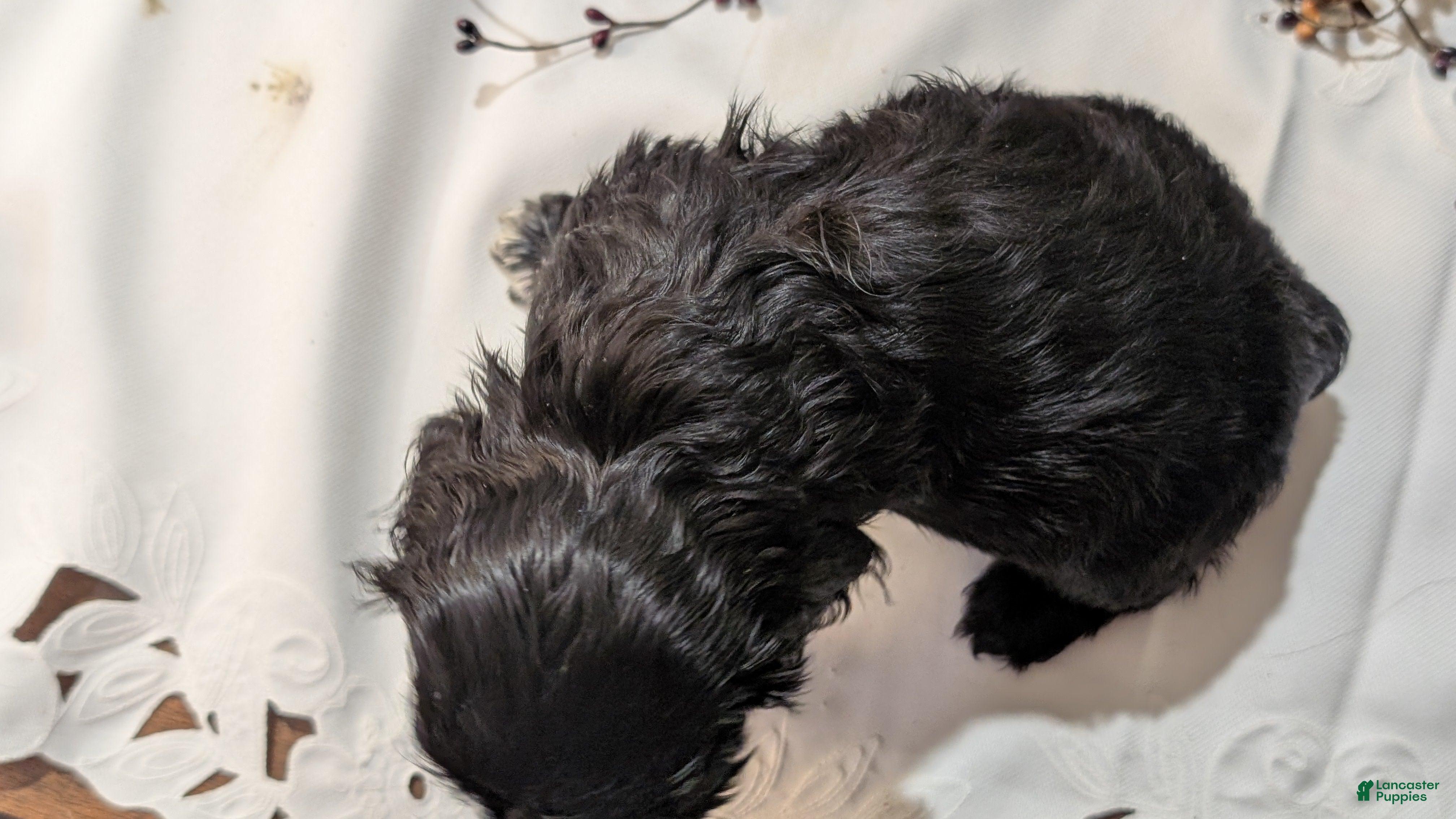 Cocker Spaniel dogs Midnight  - Ad 2