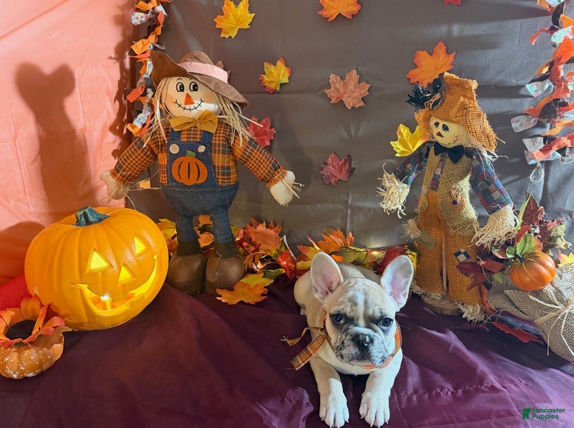 French Bulldog dogs French Bulldog 2 sweetie  - Ad 1