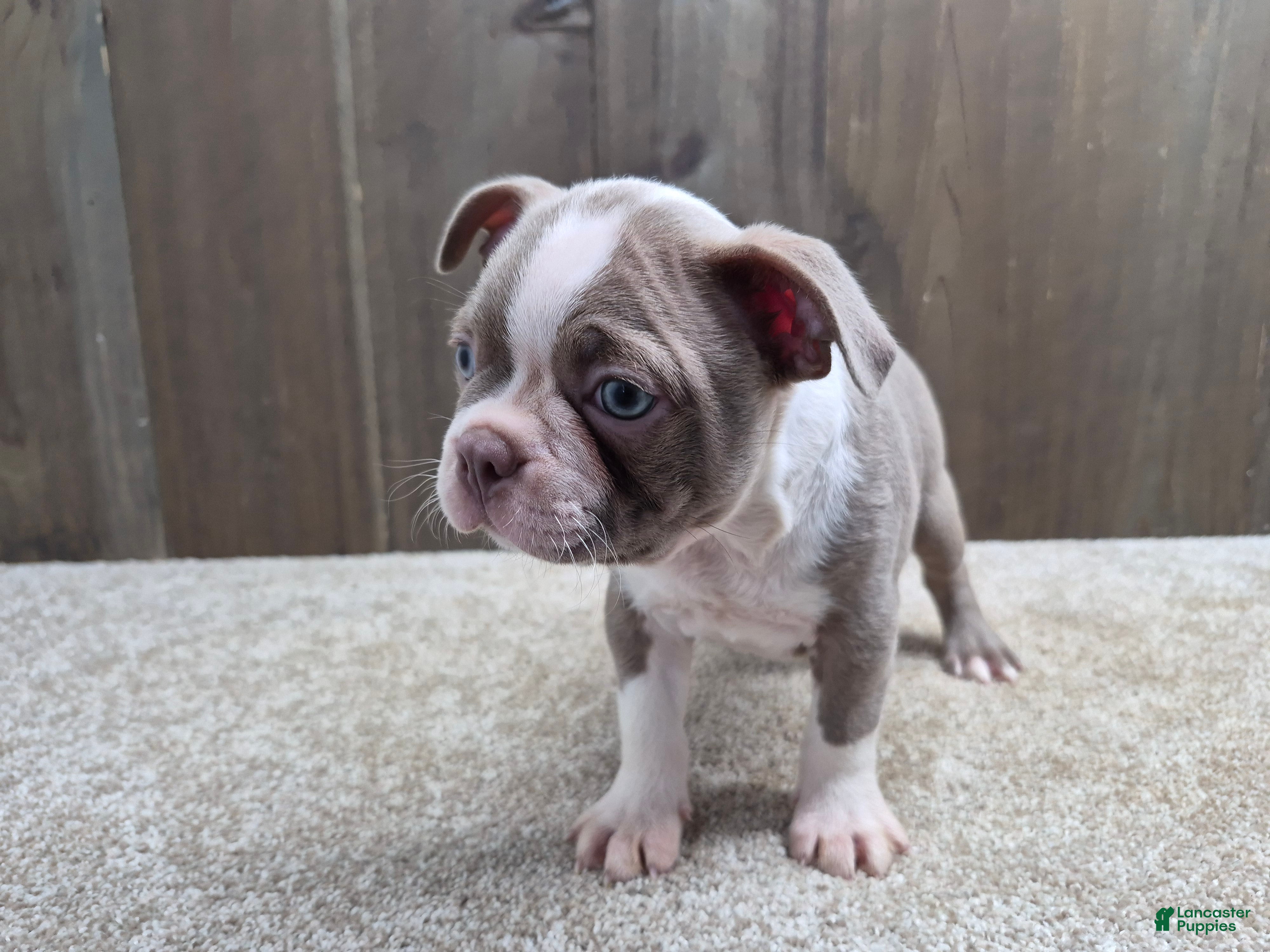 Boston Terrier dogs Shadow - Ad 1