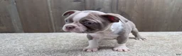 Boston Terrier dogs for sale: Shadow - Ad 7