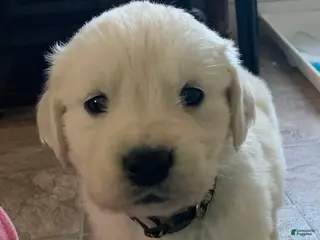 Goldador dogs Lafawnduh - Ad 9