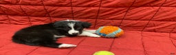 Border Collie dogs for sale: Eddie - Ad 7