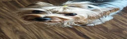 Yorkshire Terrier dogs for sale: Yorkshire Terrier Puppy 1 - Ad 7