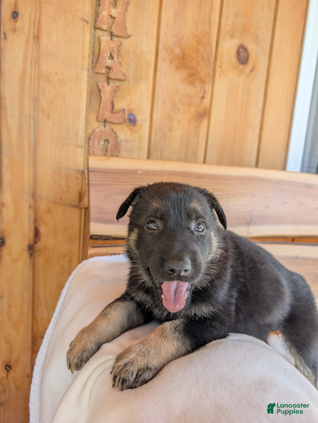German Shepherd dogs for sale: 🐾RAYMOND 🐾 - Ad 1