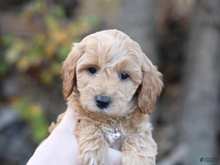 Mini Goldendoodle dogs - Ad 31