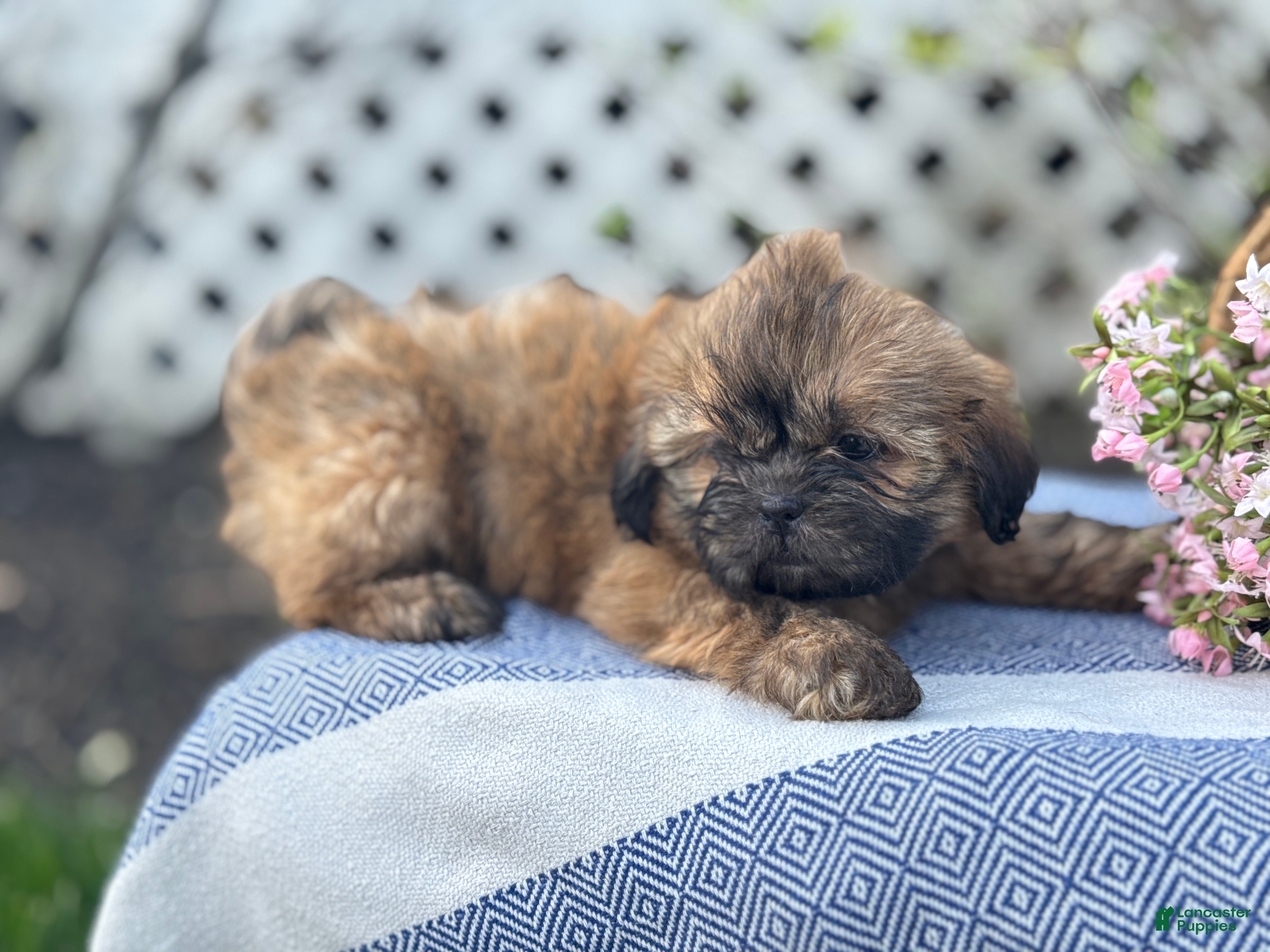 Shih Tzu dogs Dahlia - Ad 2