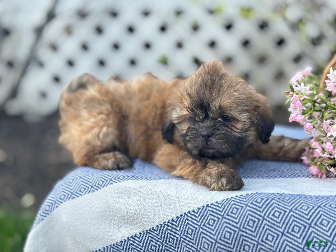 Shih Tzu dogs for sale: Dahlia - Ad 2