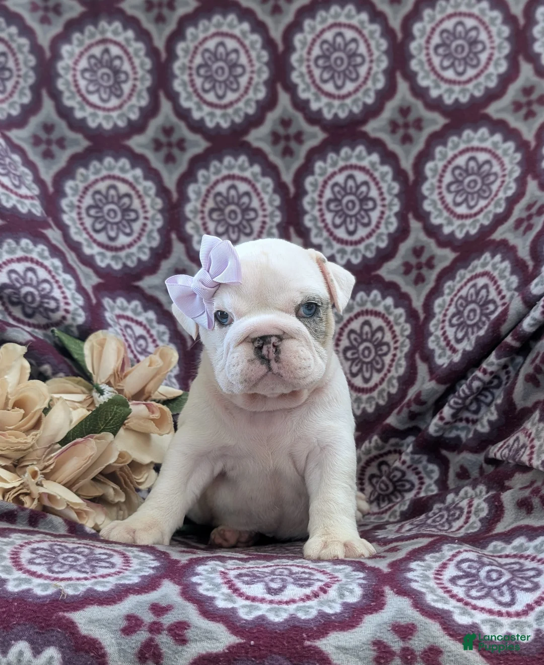 English Bulldog dogs for sale: Tyna - Ad 2