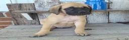 English Mastiff dogs for sale: Alice - Ad 6