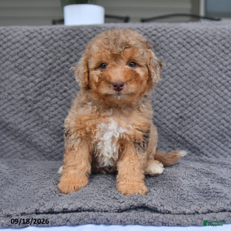 Mini Aussiedoodle dogs Abby - Ad 2