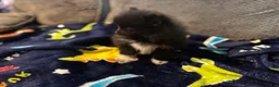 Pomeranian dogs for sale: Tater tot  - Ad 5