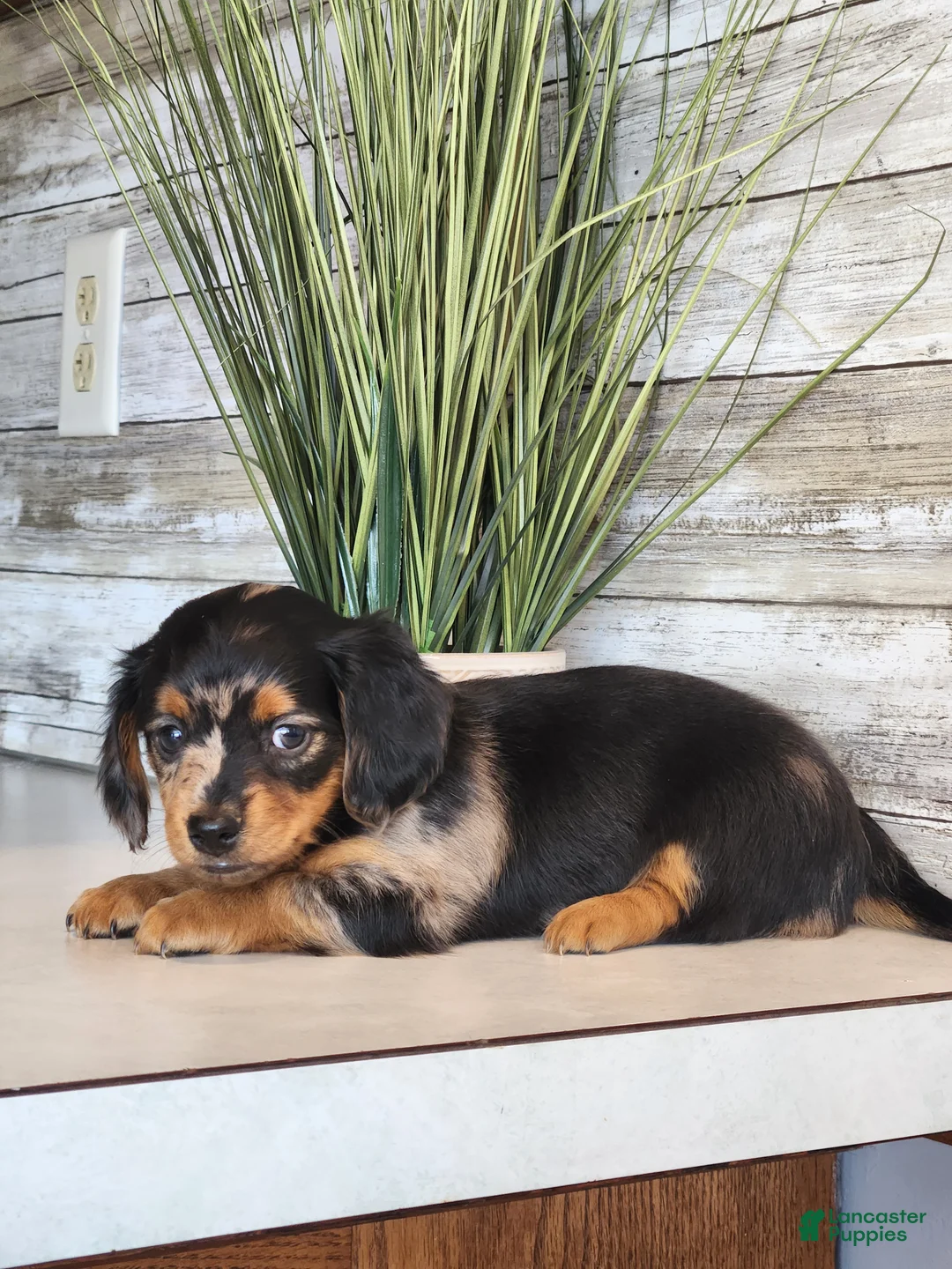 Miniature Dachshund dogs for sale: Macy - Ad 2