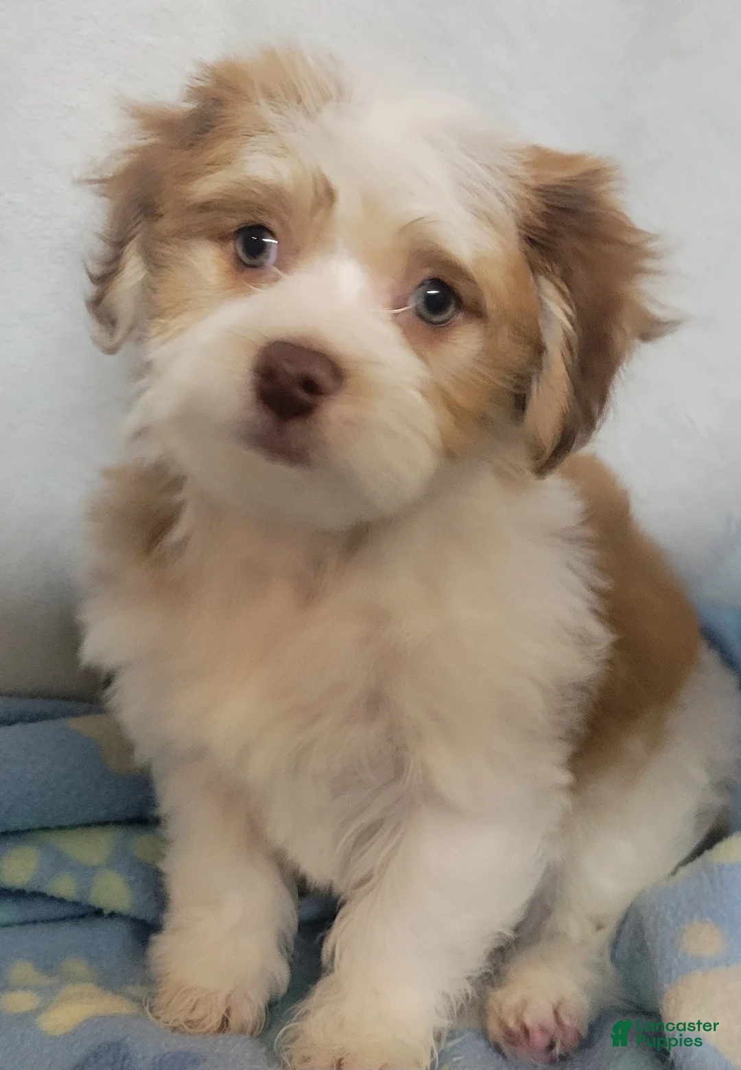 Mixed Breed dogs for sale:  coco1 - Ad 2