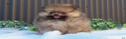 Pomeranian dogs for sale: Pepper 🐶 - Ad 11