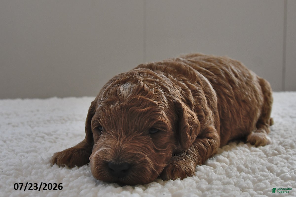 Mini Goldendoodle dogs Milo  - Ad 2