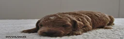Mini Goldendoodle dogs for sale: Milo  - Ad 2