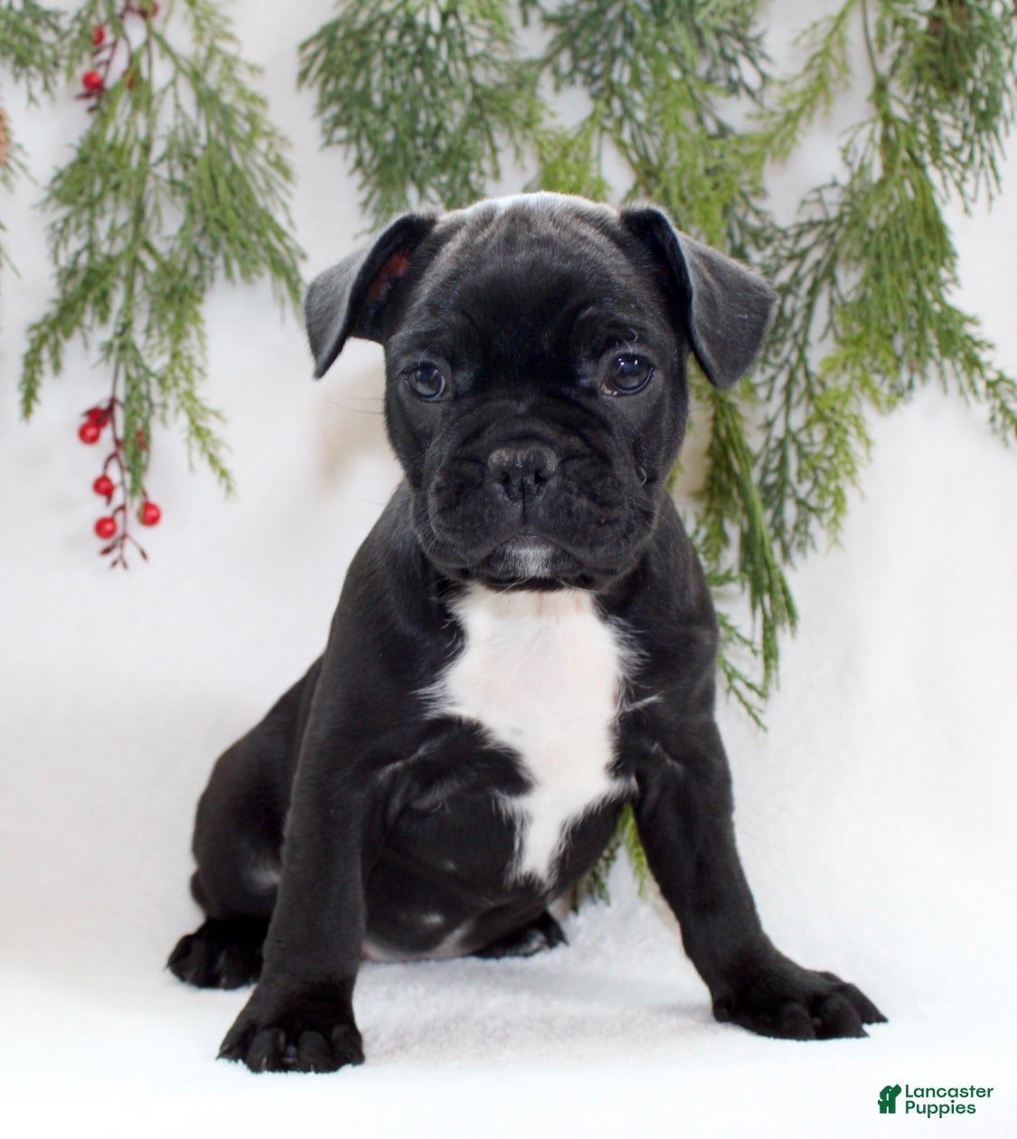 Frenchton dogs Tillie - Ad 17