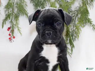 Frenchton dogs Tillie - Ad 36