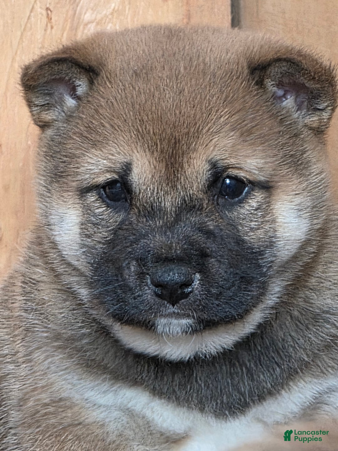 Shiba Inu dogs for sale: Shiba Inu Puppy 1 - Ad 5