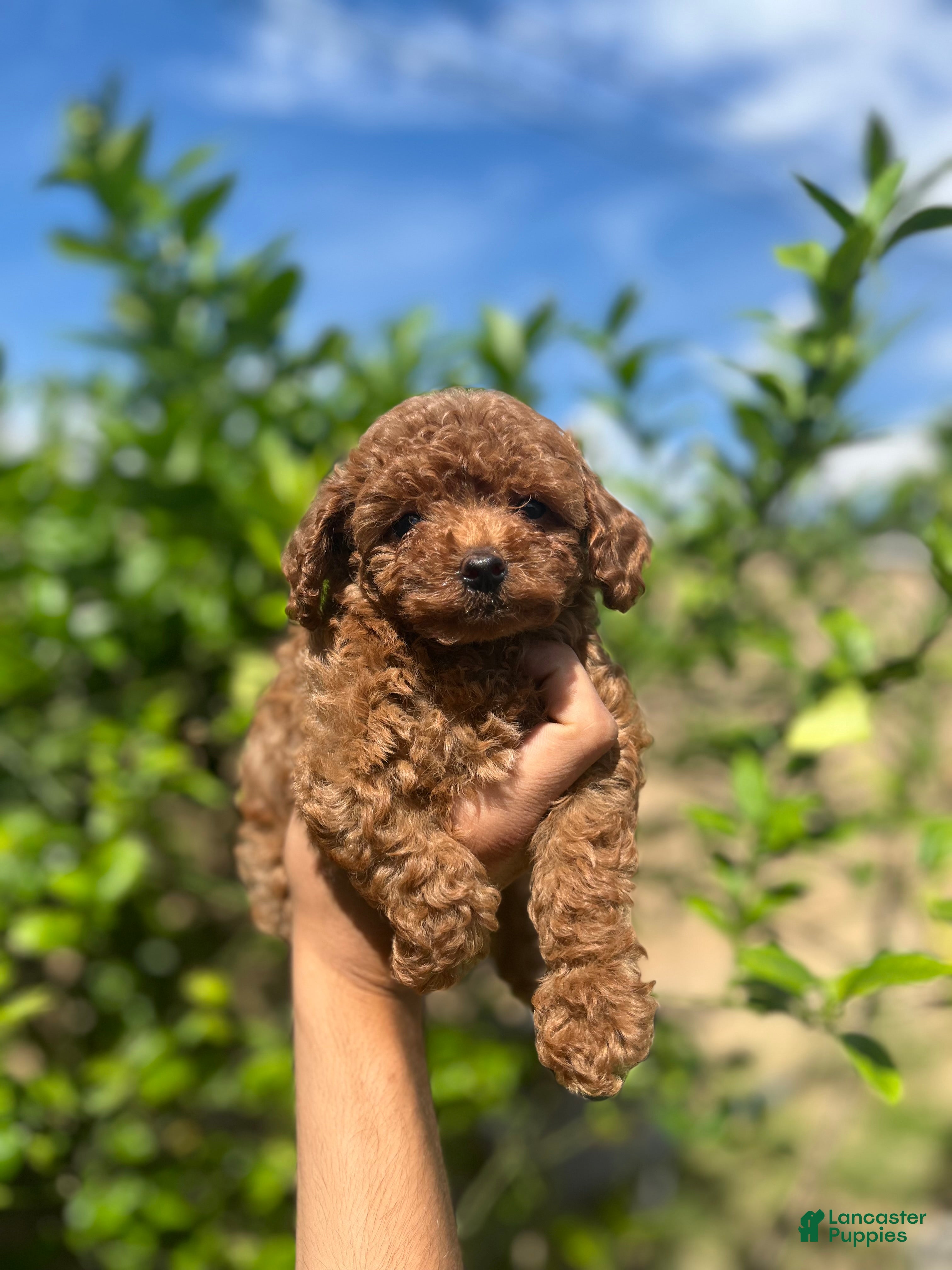 Toy Poodle dogs Toy Poodle Puppy 3 - Ad 7