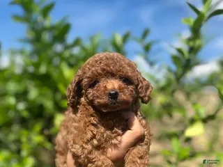 Toy Poodle dogs Toy Poodle Puppy 3 - Ad 9