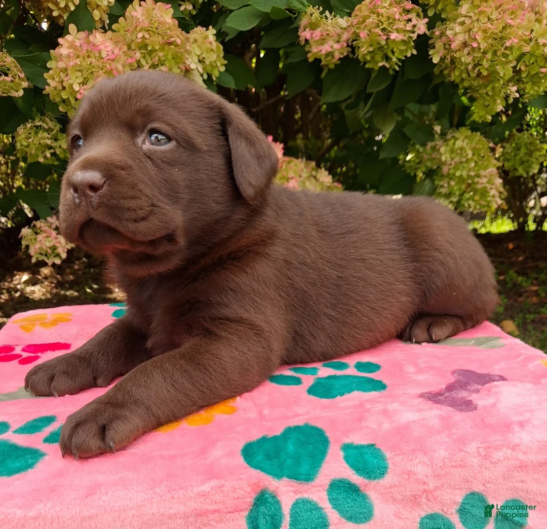 Labrador Retriever dogs for sale: Nora - Ad 2
