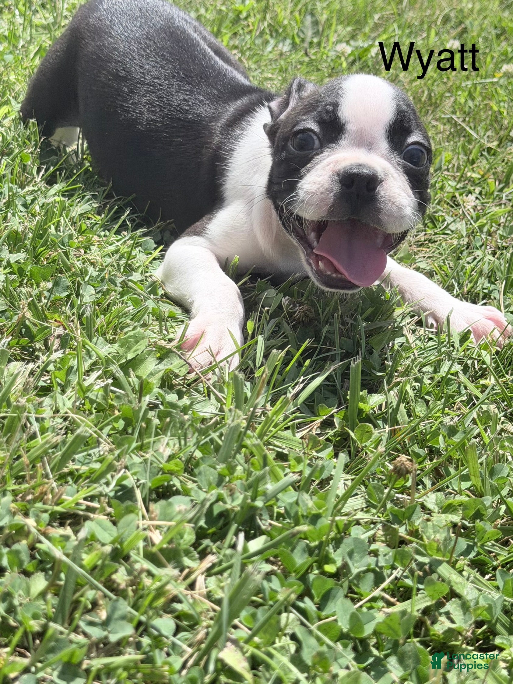 Boston Terrier dogs Wyatt - Ad 34