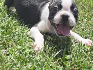 Boston Terrier dogs Wyatt - Ad 34