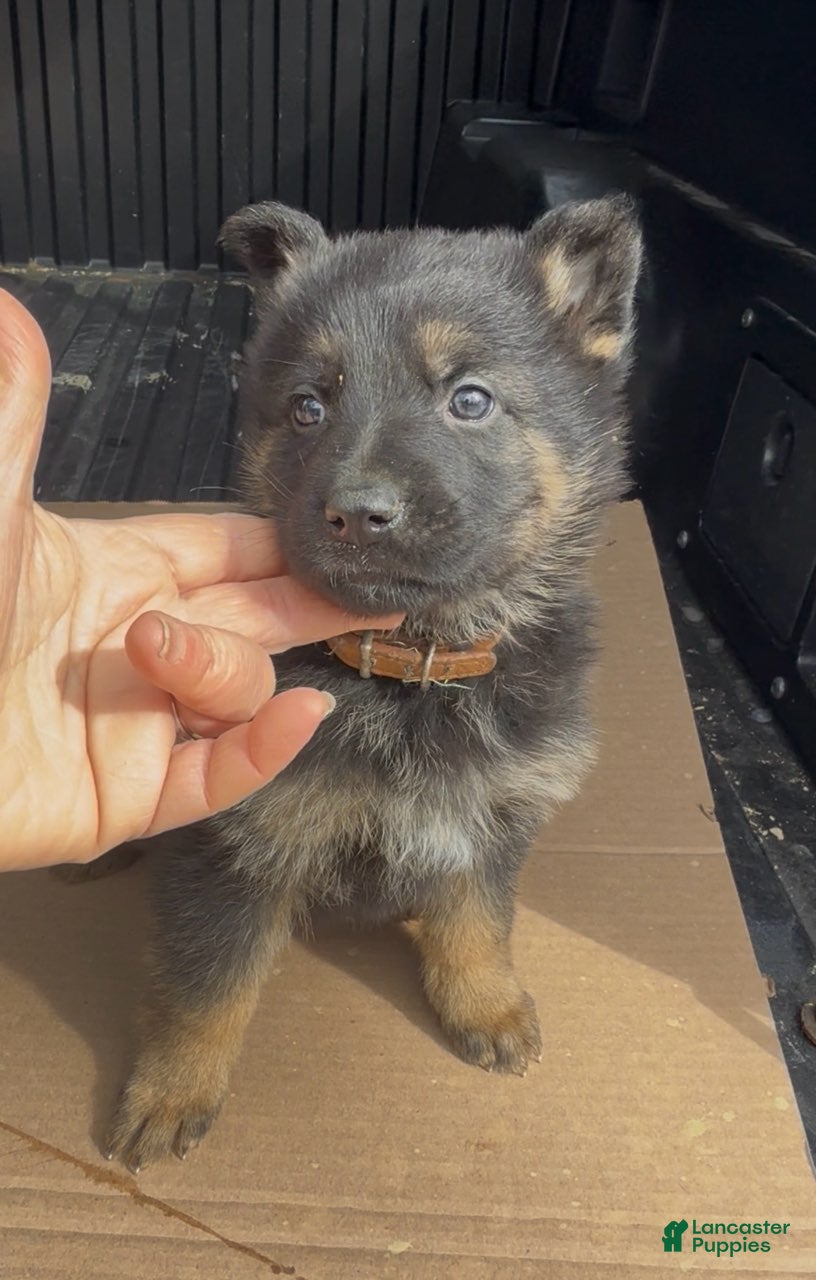 German Shepherd dogs TIO - Ad 2