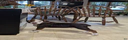 Beabull dogs for sale: Max - Ad 4