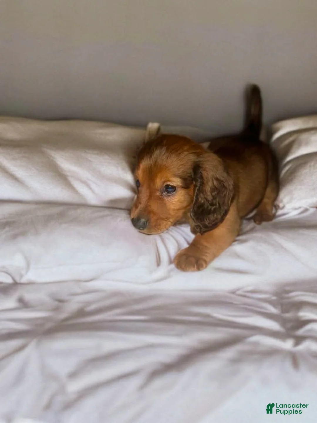 Dachshund dogs for sale: Slinky - Ad 3