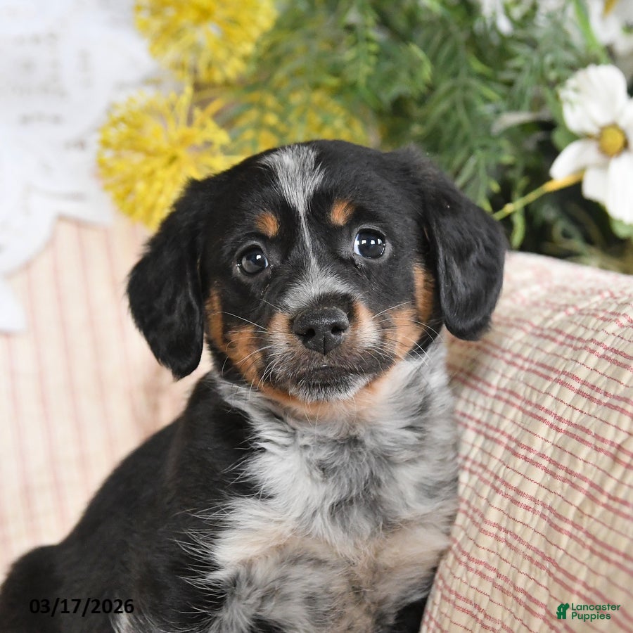 Mixed Breed dogs Checkers - Ad 2