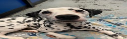 Dalmatian dogs for sale: Dalmatian Puppy 1 - Ad 2