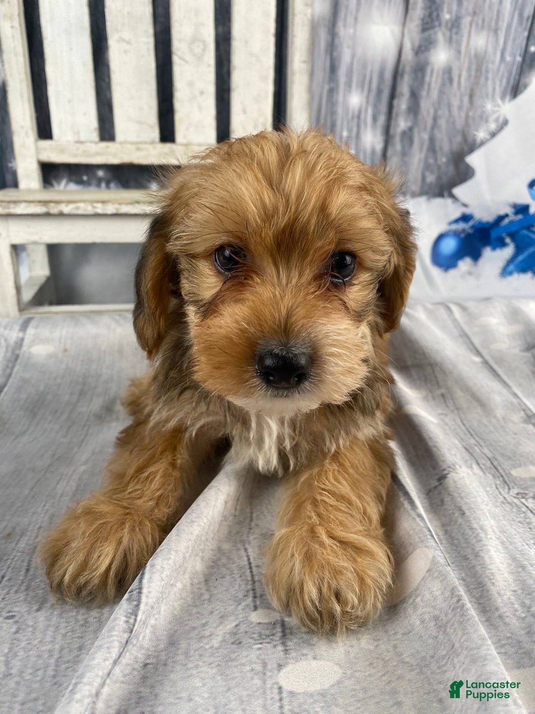 Yorkiepoo dogs for sale: Dan-O - Ad 2